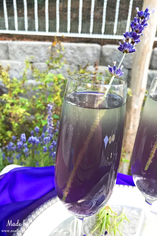 Lavender Elderflower Champagne Cocktail with a sprig of organic lavender